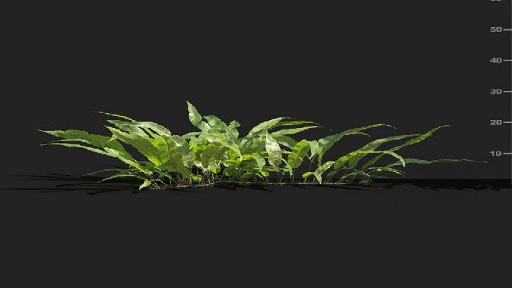 渲染模型_植被046