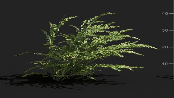 渲染模型_植被062