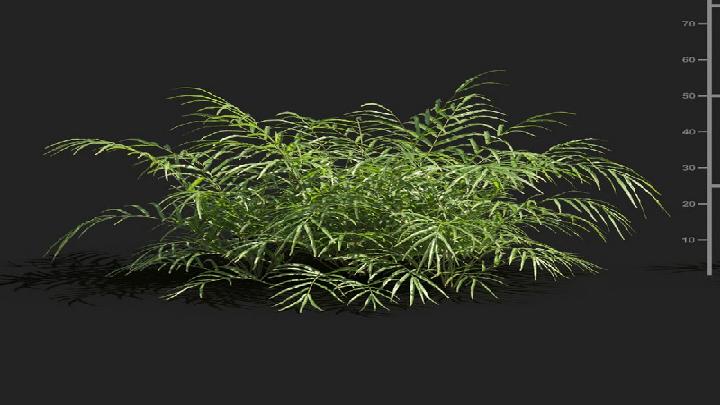 渲染模型_植被067