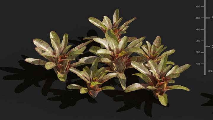 渲染模型_植被074