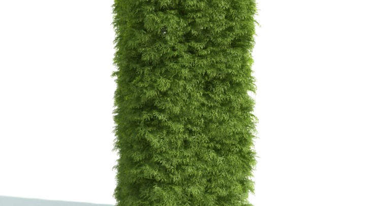 渲染模型_灌木042