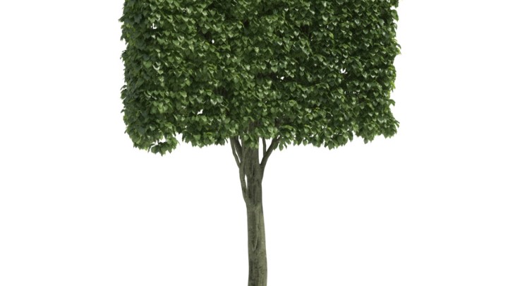 渲染模型_灌木052