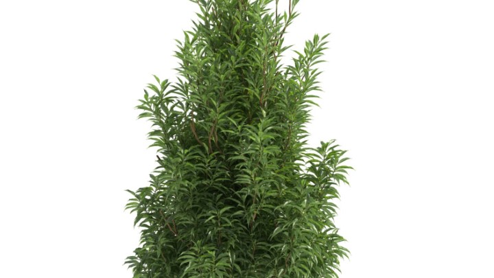 渲染模型_灌木054