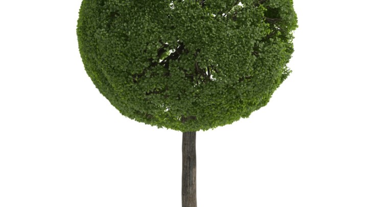 渲染模型_灌木055