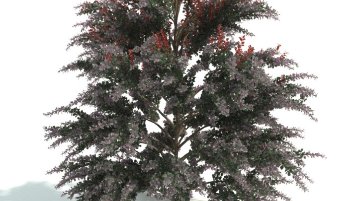 渲染模型_灌木063