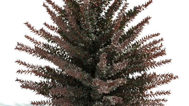 渲染模型_灌木067