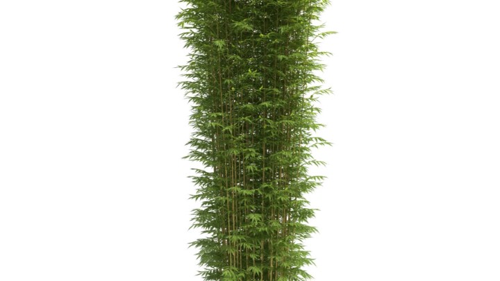 渲染模型_灌木068