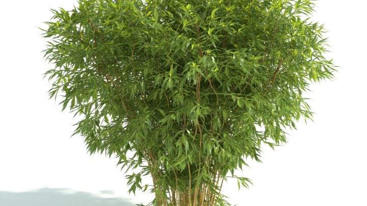 渲染模型_灌木070