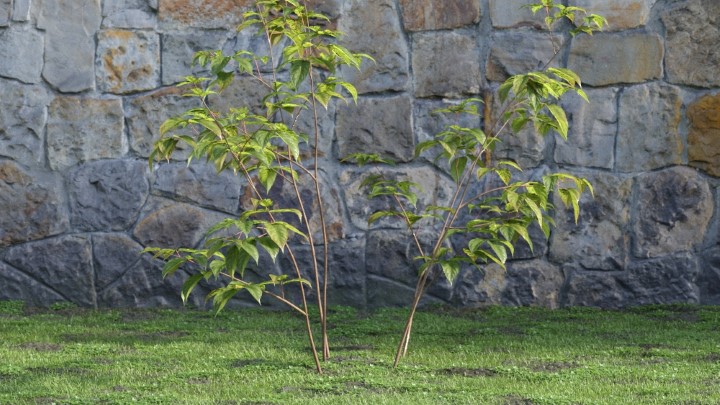 渲染模型_灌木086