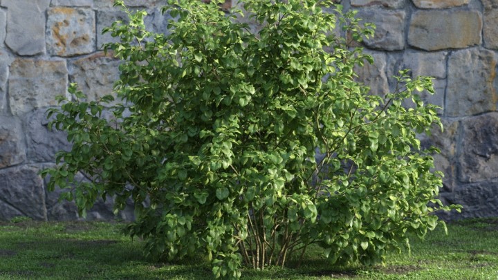 渲染模型_灌木090