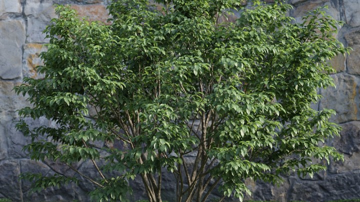 渲染模型_灌木095