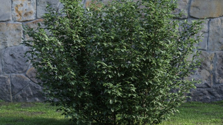 渲染模型_灌木102