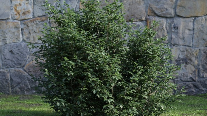 渲染模型_灌木104