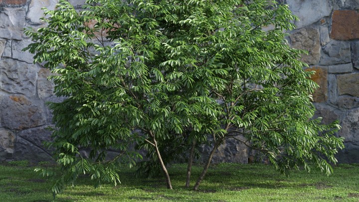 渲染模型_灌木114