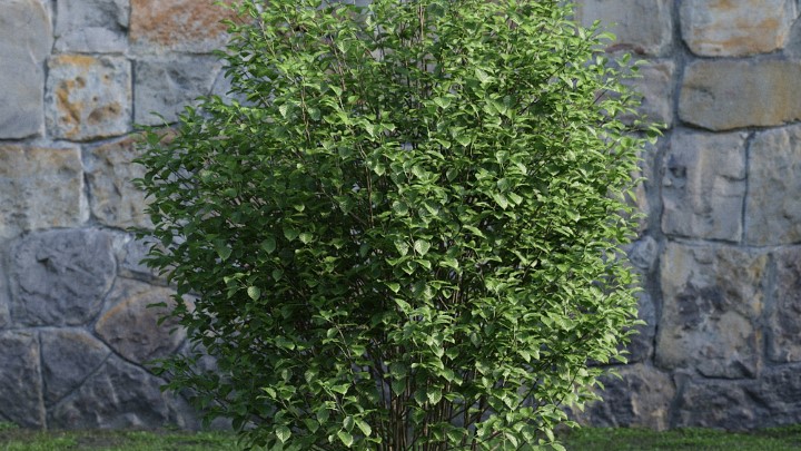 渲染模型_灌木118