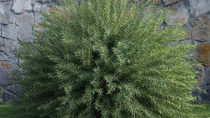 渲染模型_灌木121