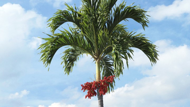 渲染模型_热带植物006