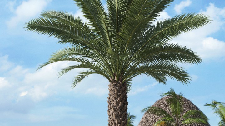 渲染模型_热带植物018