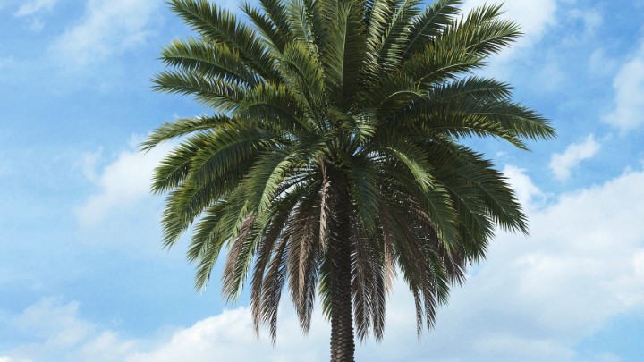 渲染模型_热带植物019