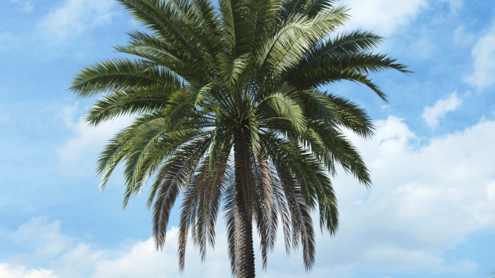 渲染模型_热带植物020