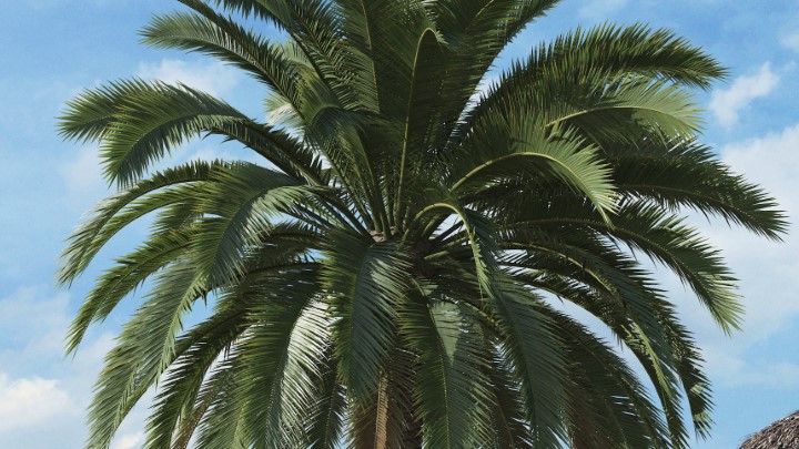 渲染模型_热带植物021