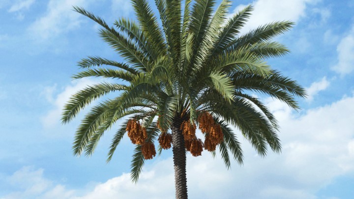 渲染模型_热带植物022