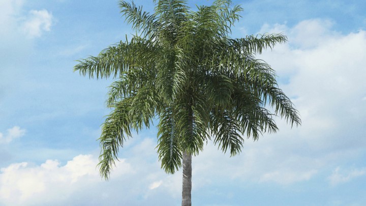 渲染模型_热带植物024