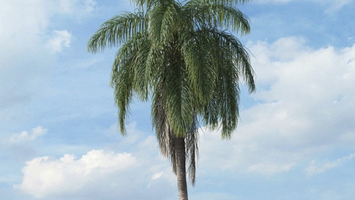 渲染模型_热带植物025