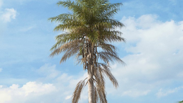 渲染模型_热带植物027