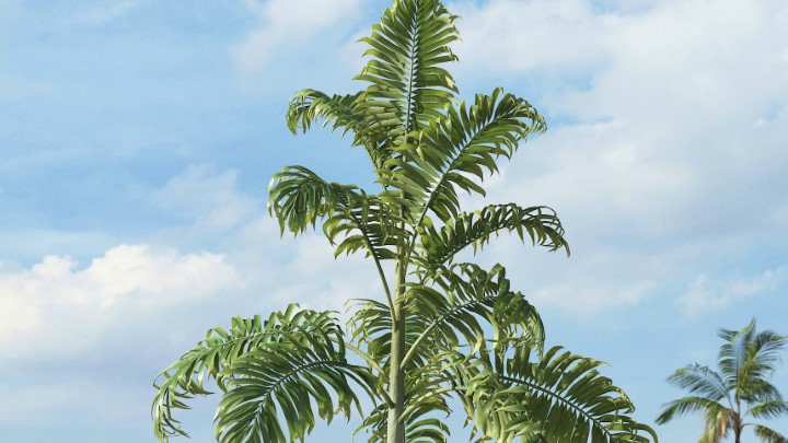 渲染模型_热带植物036