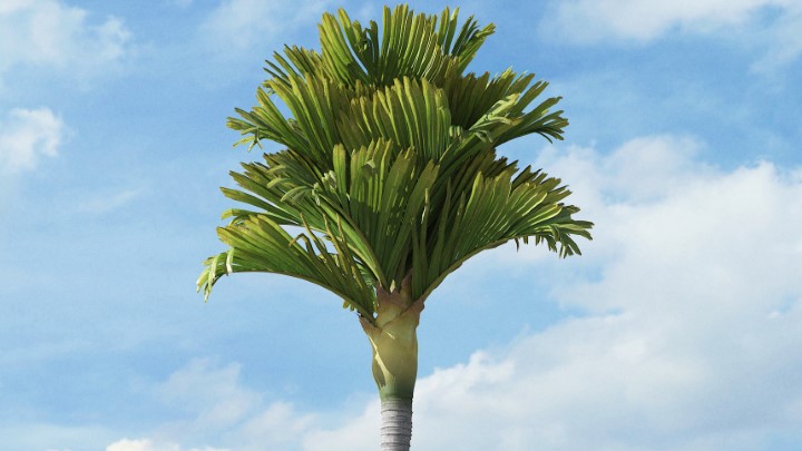 渲染模型_热带植物038