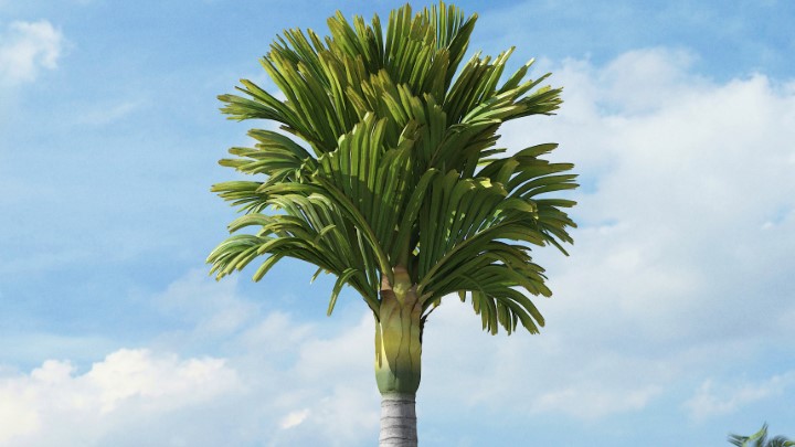 渲染模型_热带植物039