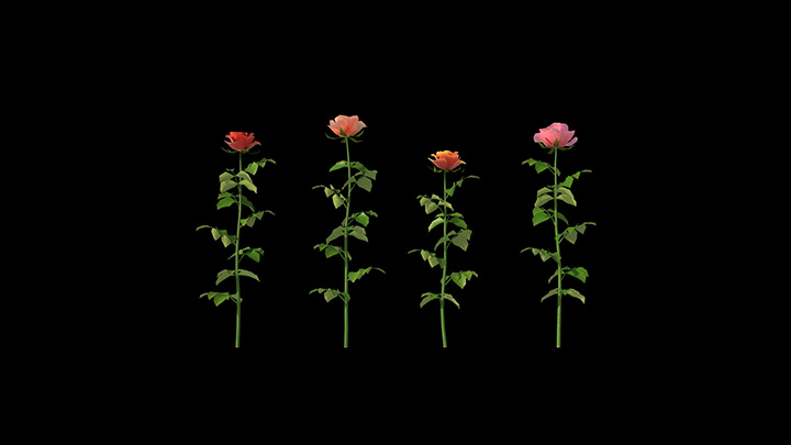 渲染模型_玫瑰014