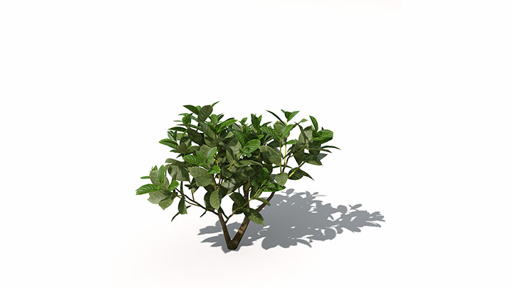 渲染模型_绿植049