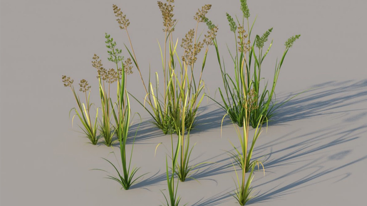 渲染模型_绿植草002