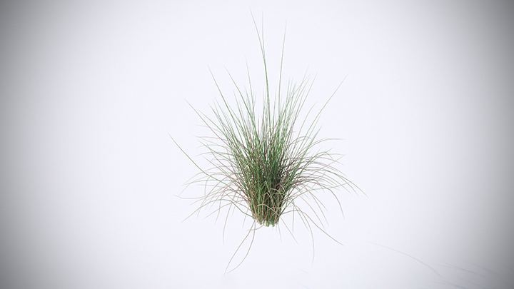 渲染模型_花草003