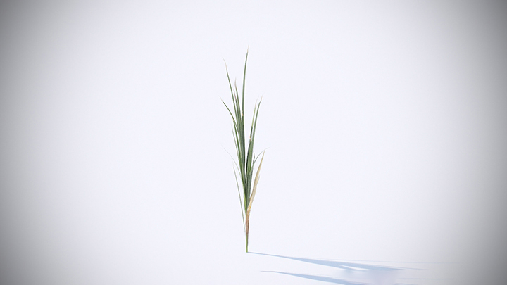 渲染模型_花草011