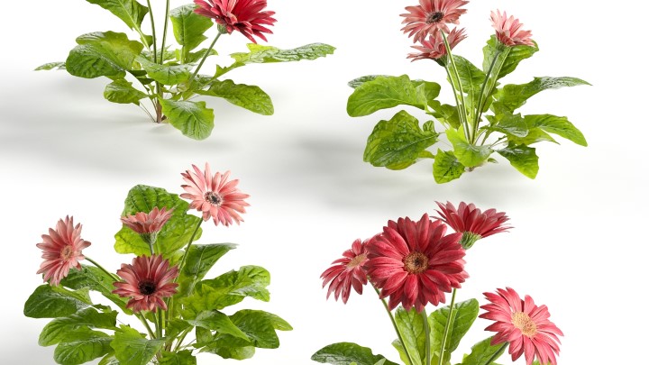 渲染模型_花草074