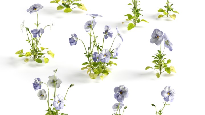 渲染模型_花草078