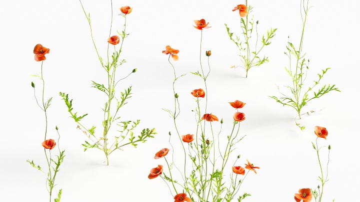 渲染模型_花草083