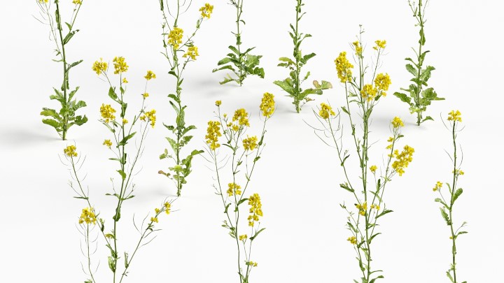 渲染模型_花草084