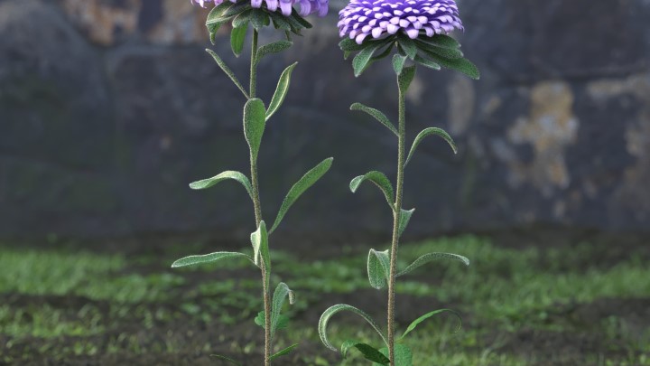 渲染模型_花草植物001