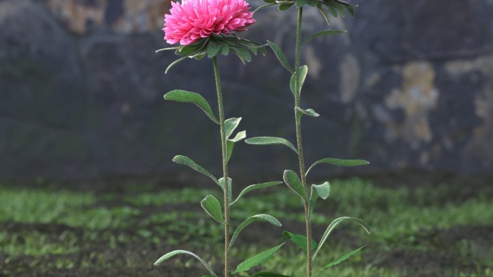 渲染模型_花草植物002