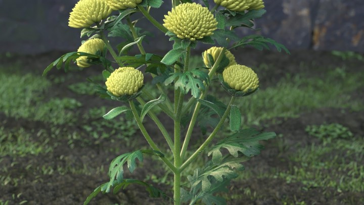 渲染模型_花草植物004