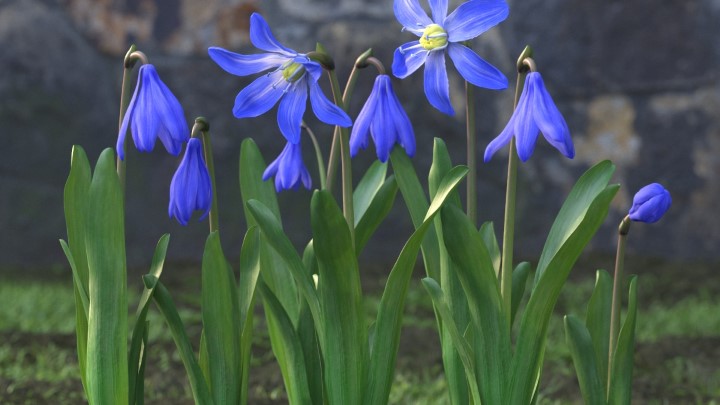 渲染模型_花草植物028