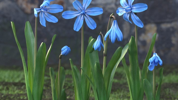 渲染模型_花草植物029