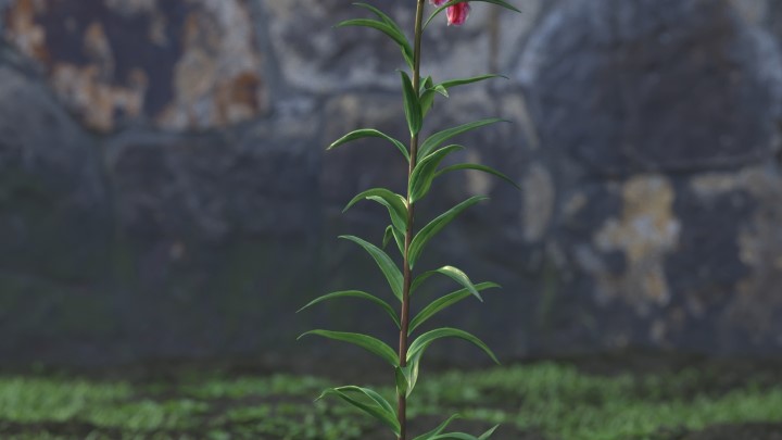 渲染模型_花草植物031