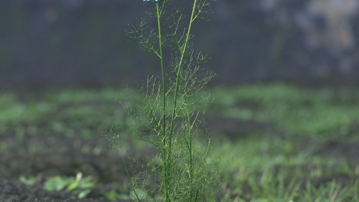渲染模型_花草植物035