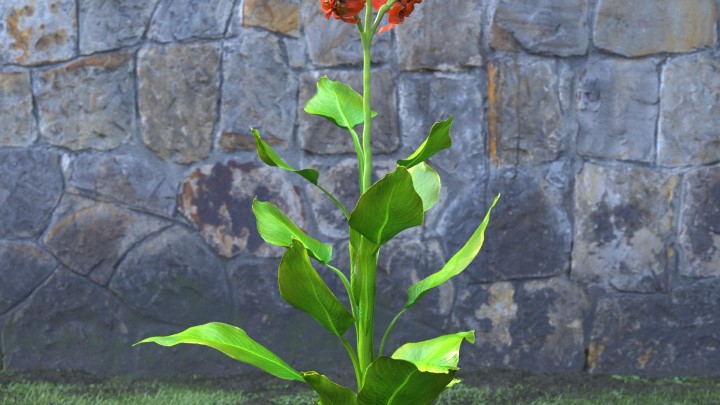 渲染模型_花草植物041