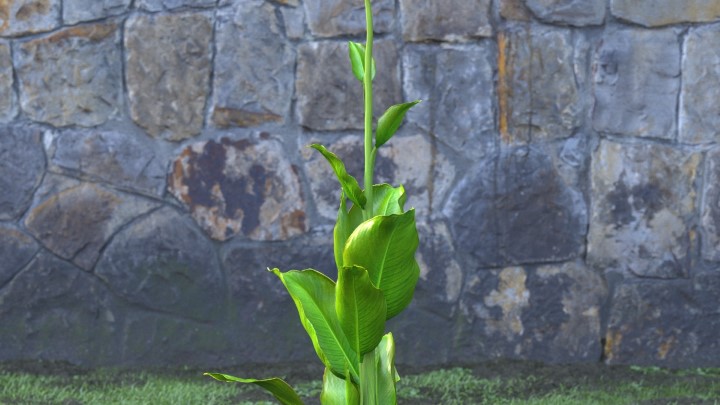 渲染模型_花草植物042
